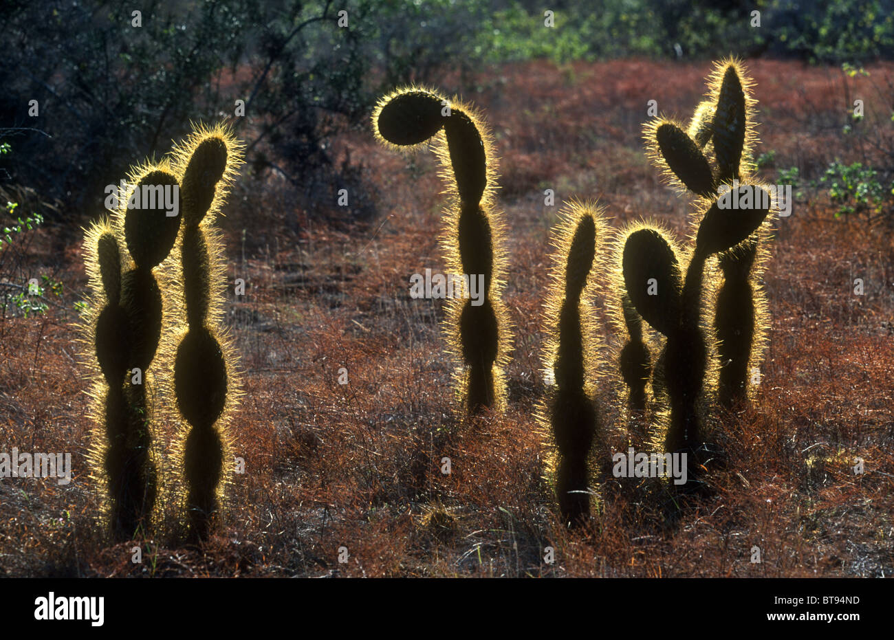 Santiago-Feigenkaktus, Opuntia Galapageia Galapageia, Zapfwelle Egas, Santiago (James), Galapagos Stockfoto