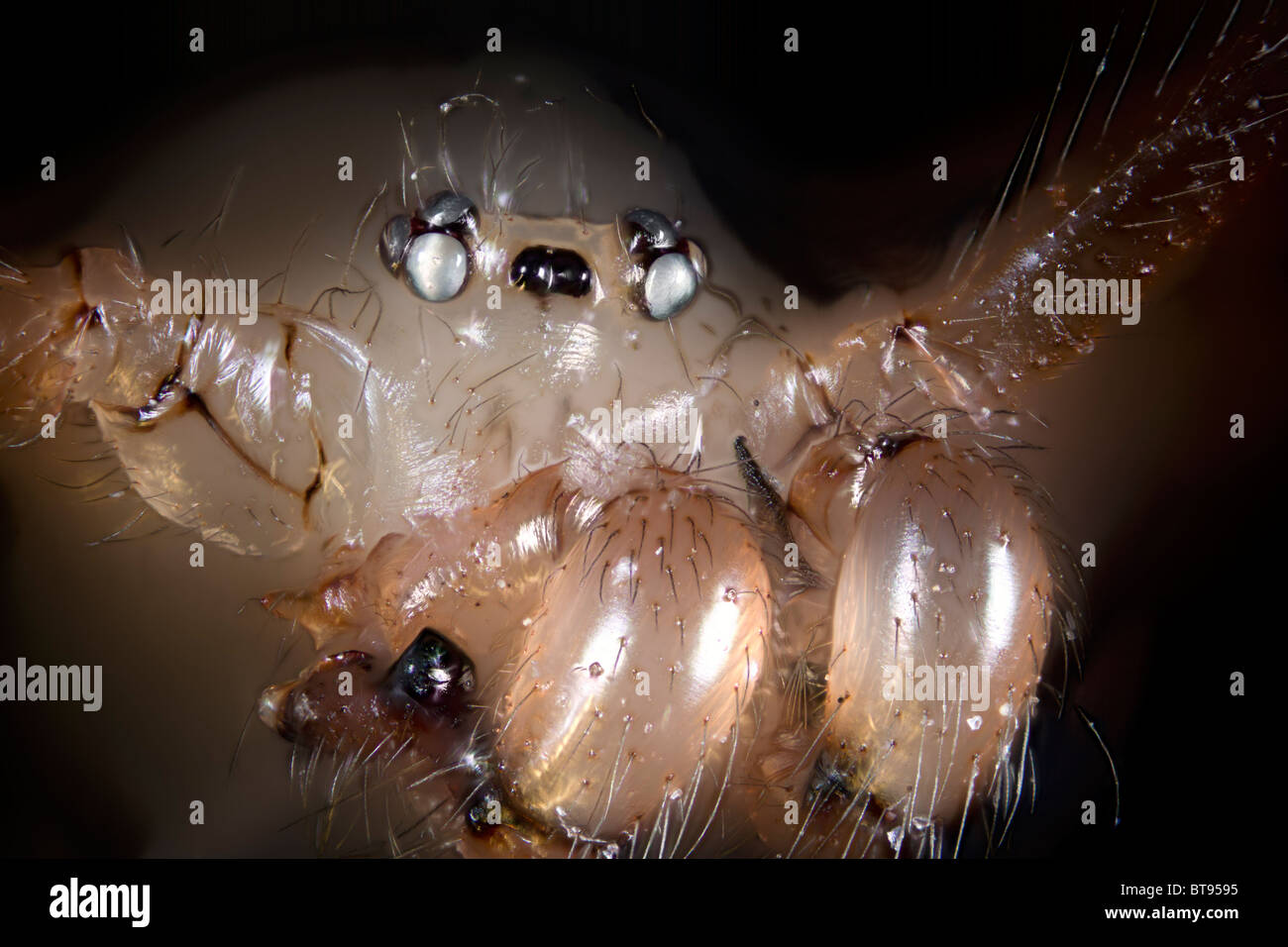 Pholcus Phalangioides Spinne, stark vergrößerten Porträt zeigt Palpen, Mandibeln Stockfoto