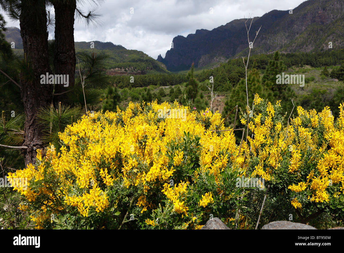 Sweet Broom (Teline Stenopetala), La Palma, Kanarische Inseln, Spanien, Europa Stockfoto