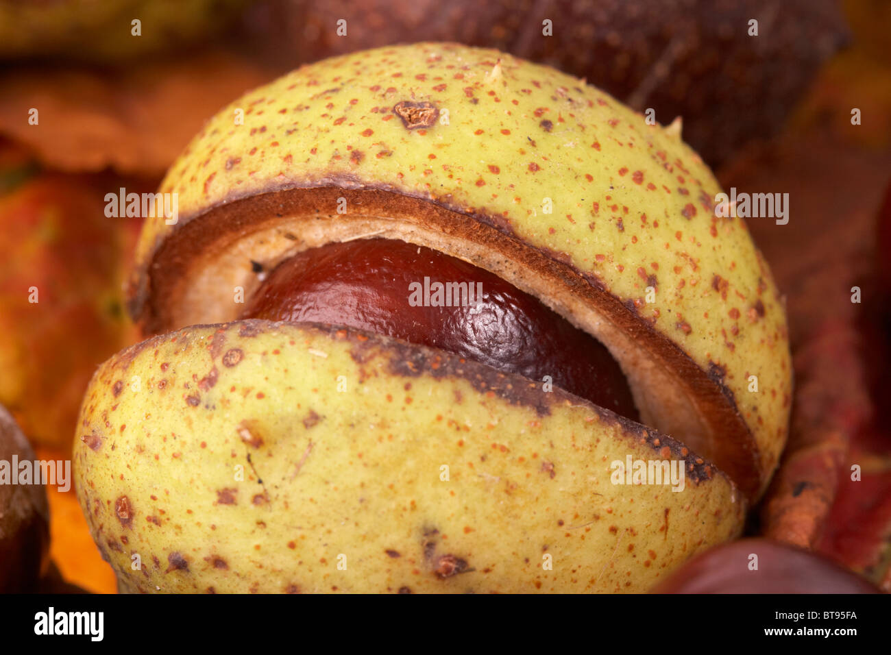 Rosskastanie Aesculus Hippocastanum Samen und Blätter in gefallenen Herbstfärbung Stockfoto