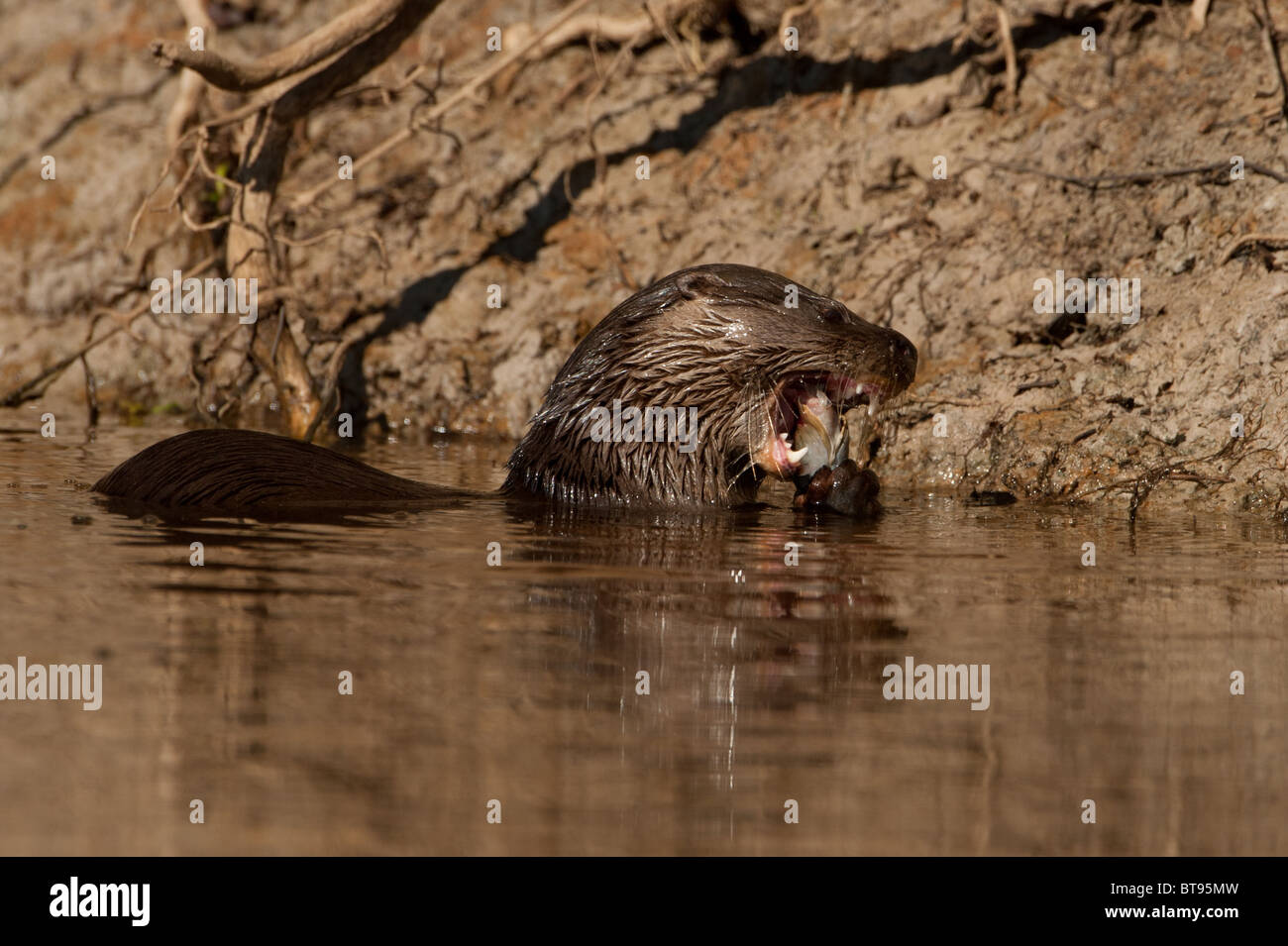 Neotropische Otter-Fütterung Stockfoto
