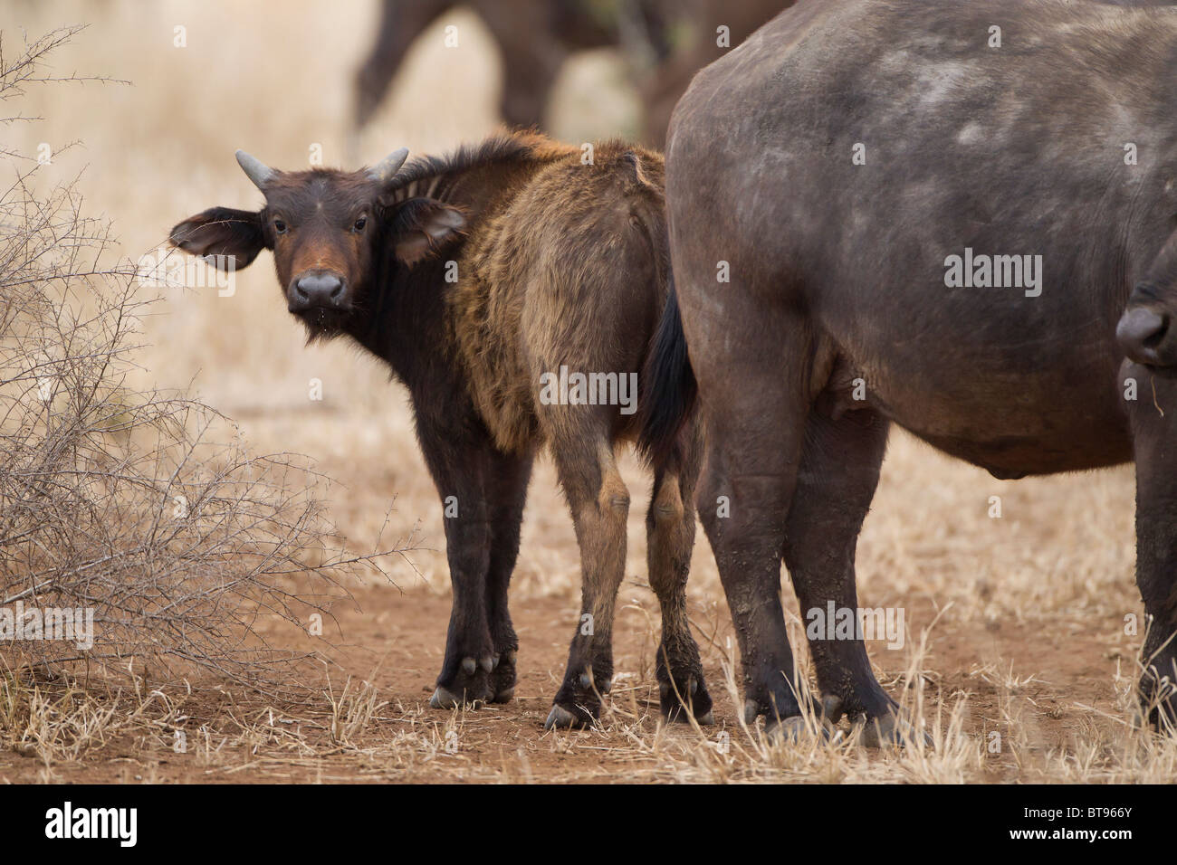 Young Buffalo mit Elternteil, Kruger Park, Südafrika Stockfoto