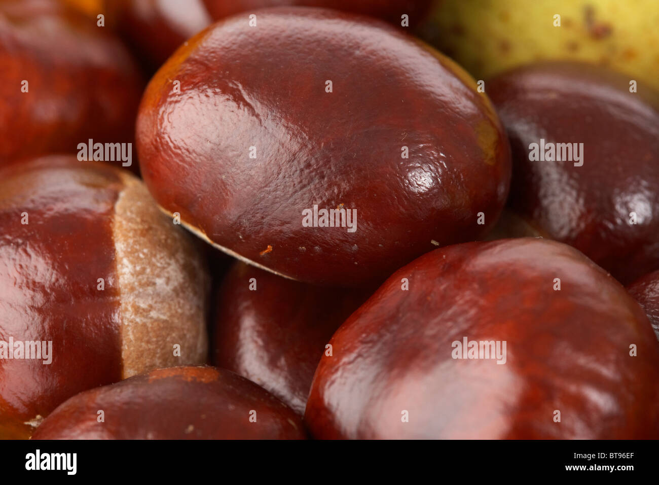 Rosskastanie Aesculus Hippocastanum Samen und Blätter in gefallenen Herbstfärbung Stockfoto