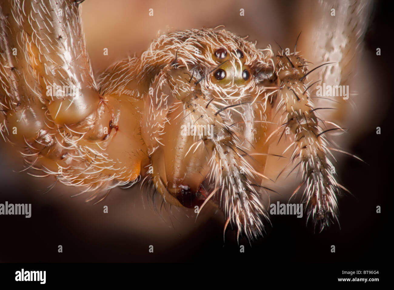 Detail der Palpen und Mundwerkzeuge, Augen der Tegenaria Domestica, inländische Haus Spinne Stockfoto