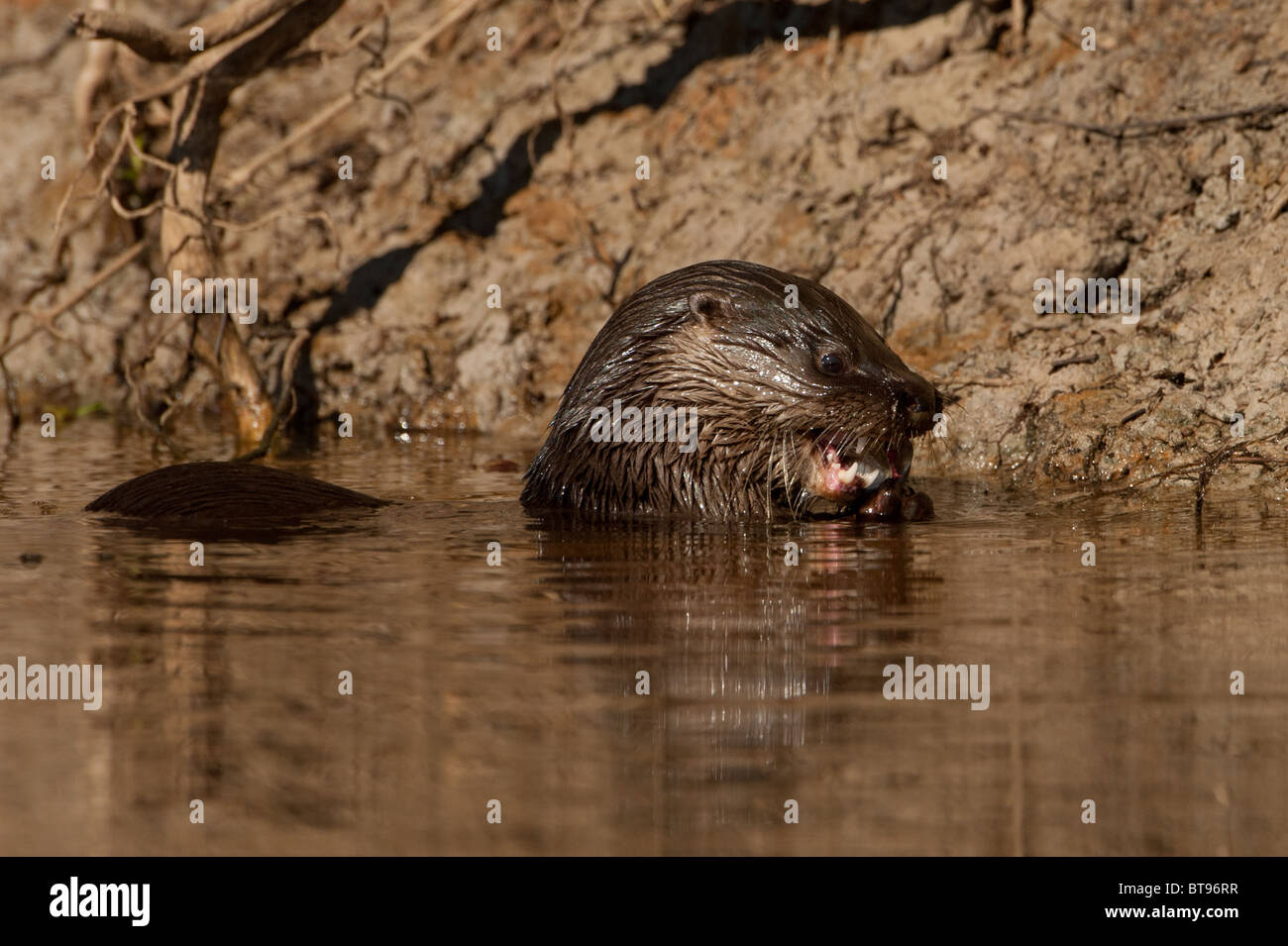 Neotropische Otter Stockfoto