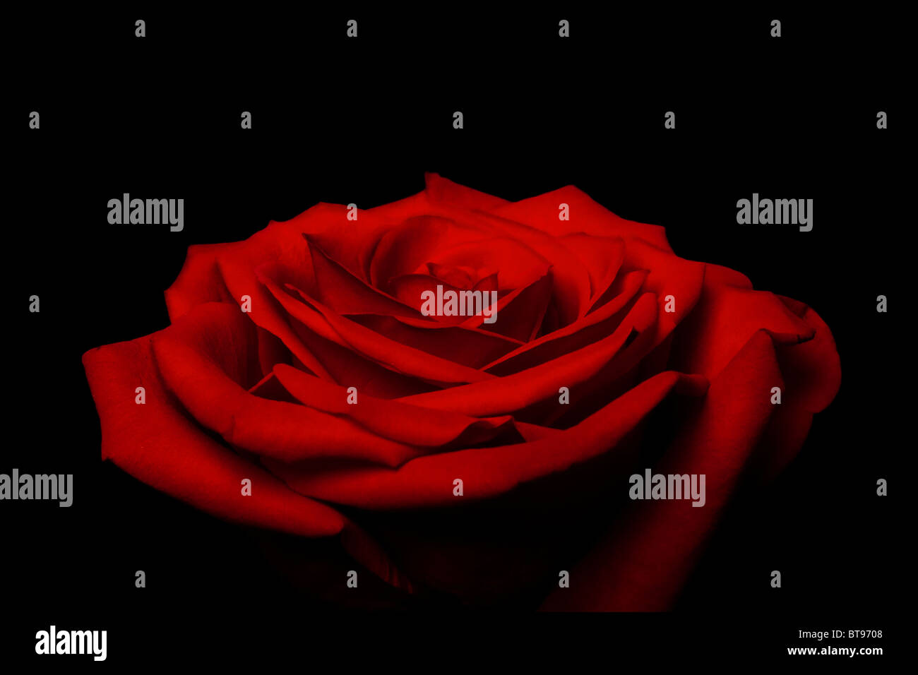 Schöne rote rose Blume mit geschichteten Blütenblättern ähneln Liebe und großes Geschenk für Valentinstag, isoliert. Stockfoto