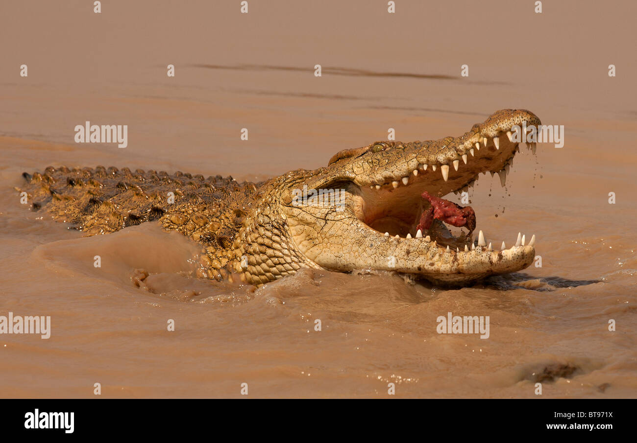 Nil-Krokodil, Krüger Nationalpark, Südafrika Stockfoto