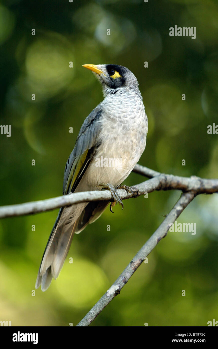 Laut Bergmann (Manorina Melanocephala), Erwachsene, Australien Stockfoto