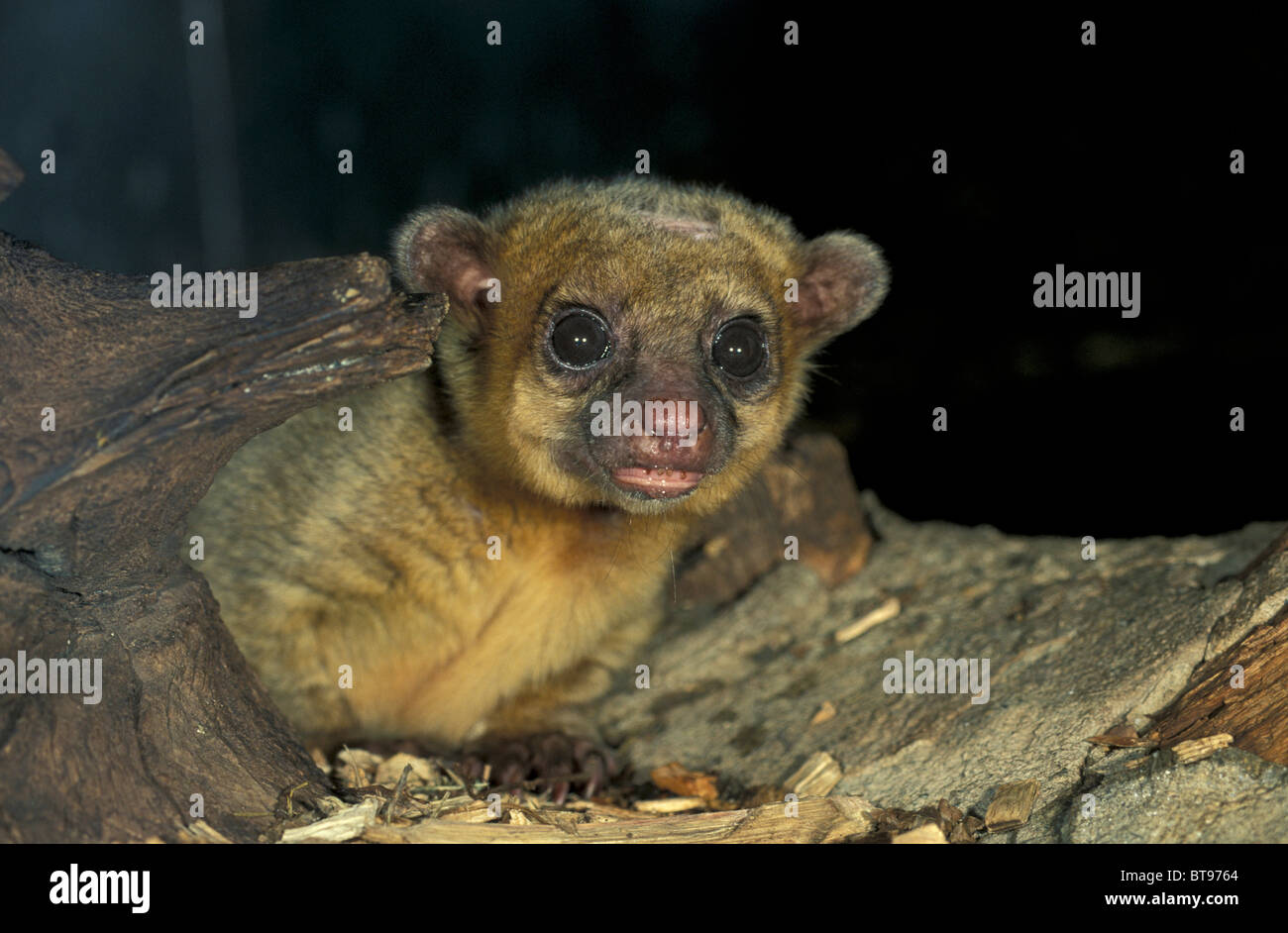 White-footed Sportive Lemur (Lepilemur Leucopus) Stockfoto