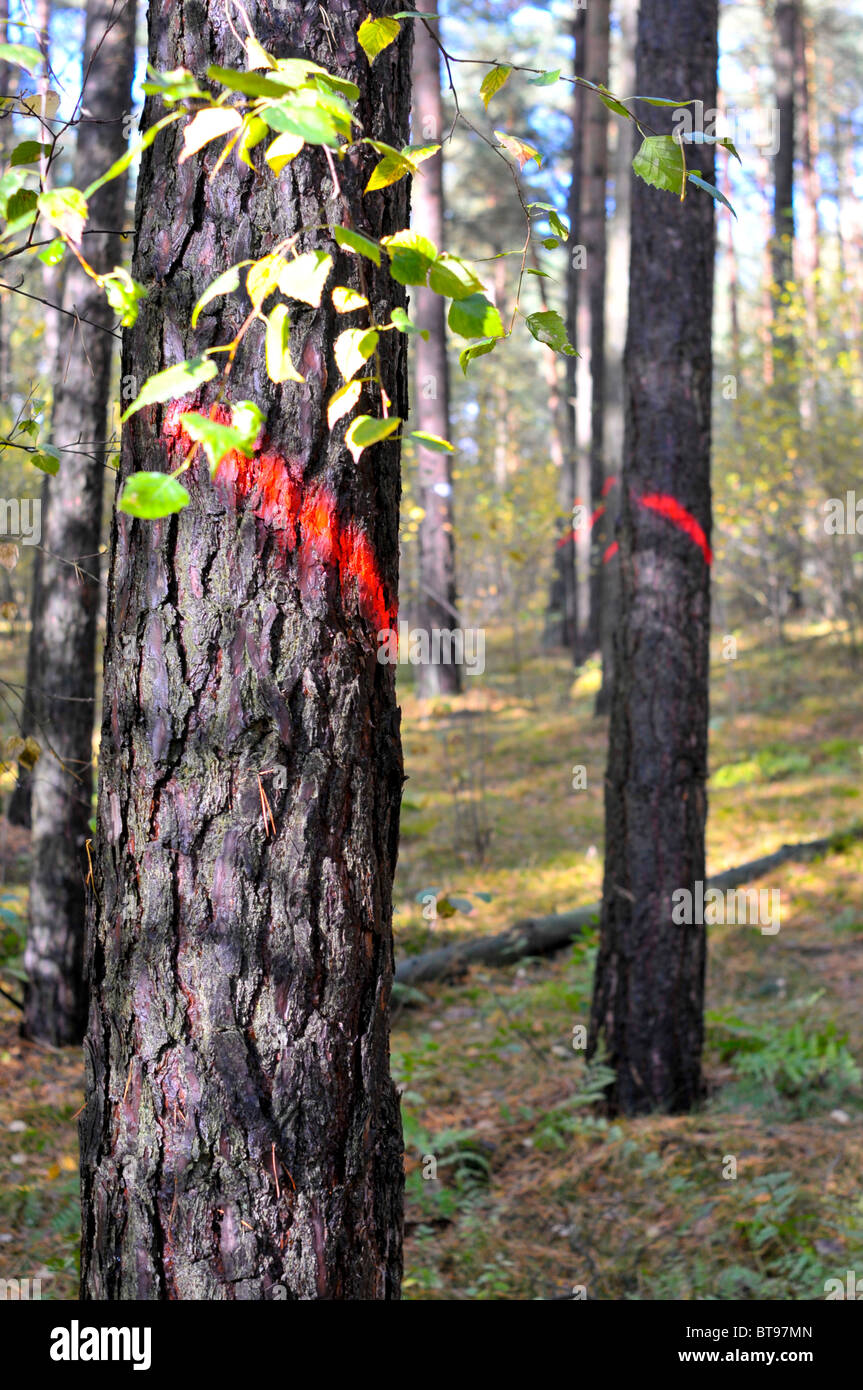 Bäume für die Entwaldung in einem Wald markiert Stockfoto