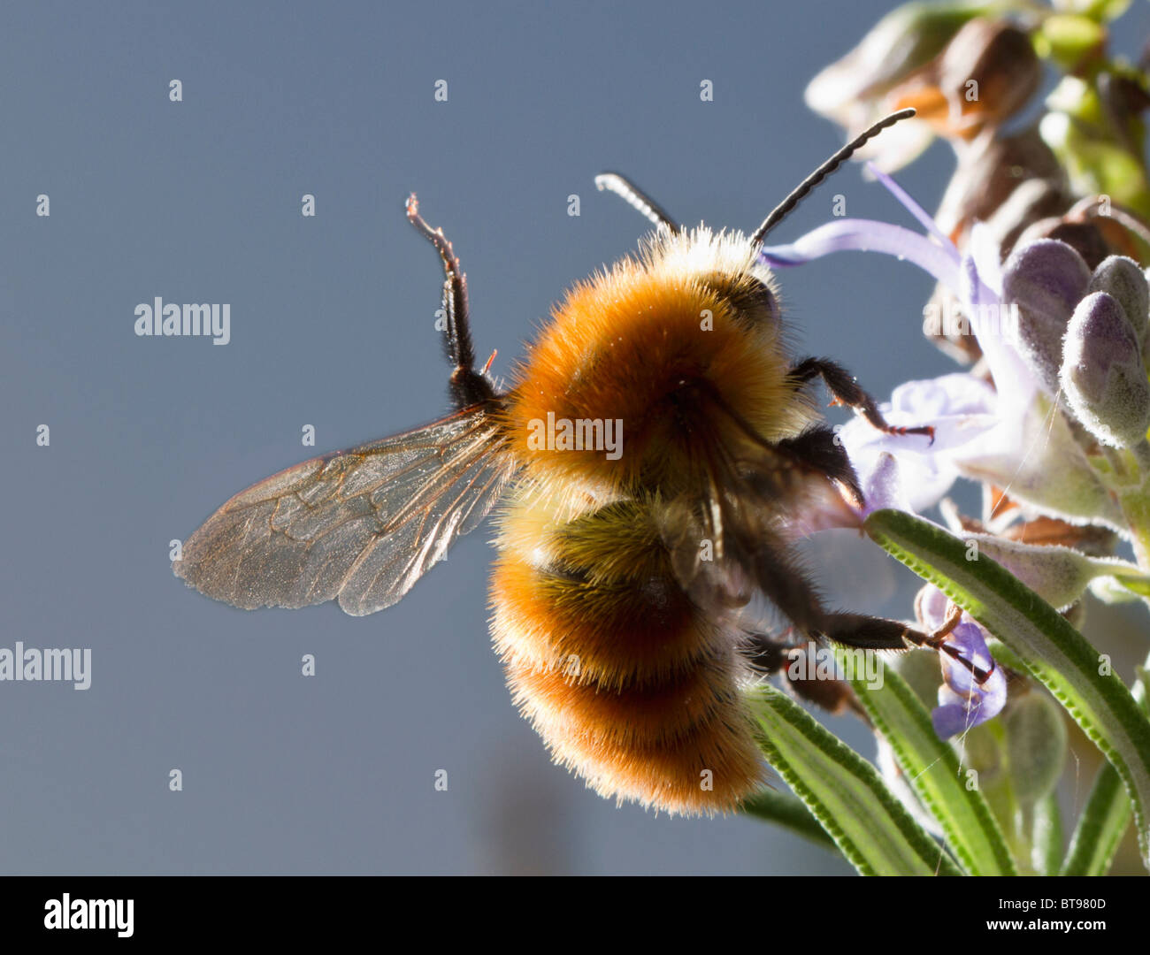 Orange Hummel (Bombus-Arten) auf Rosmarin-Blume Stockfoto