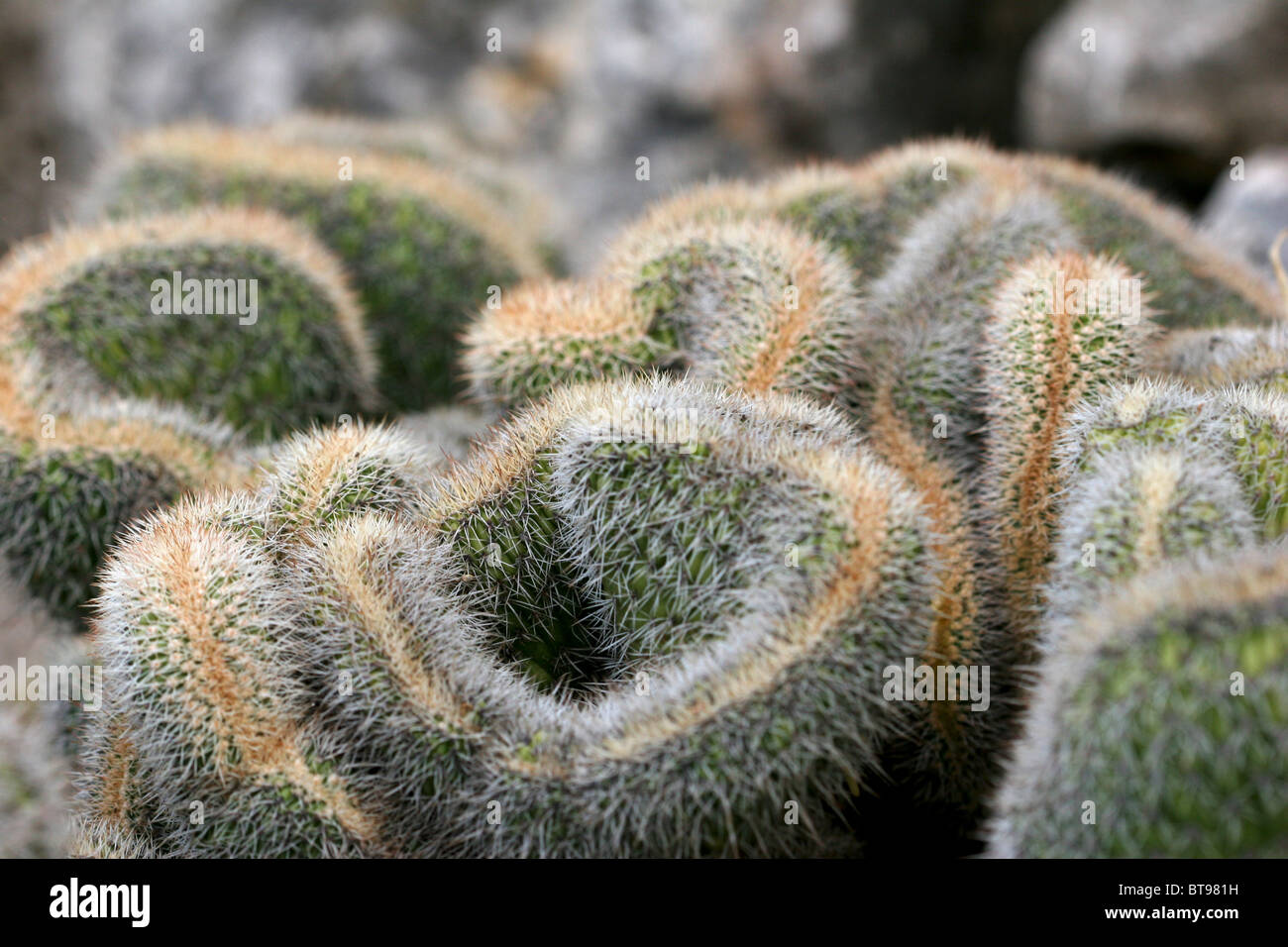 Korallen geformt Kaktus Stockfotografie - Alamy