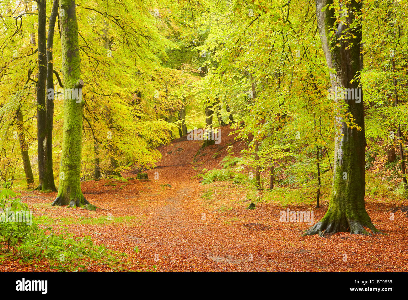 Brillante Herbstfärbung setzen die Buchenwälder in Flammen während Birks Aberfeldy Stockfoto