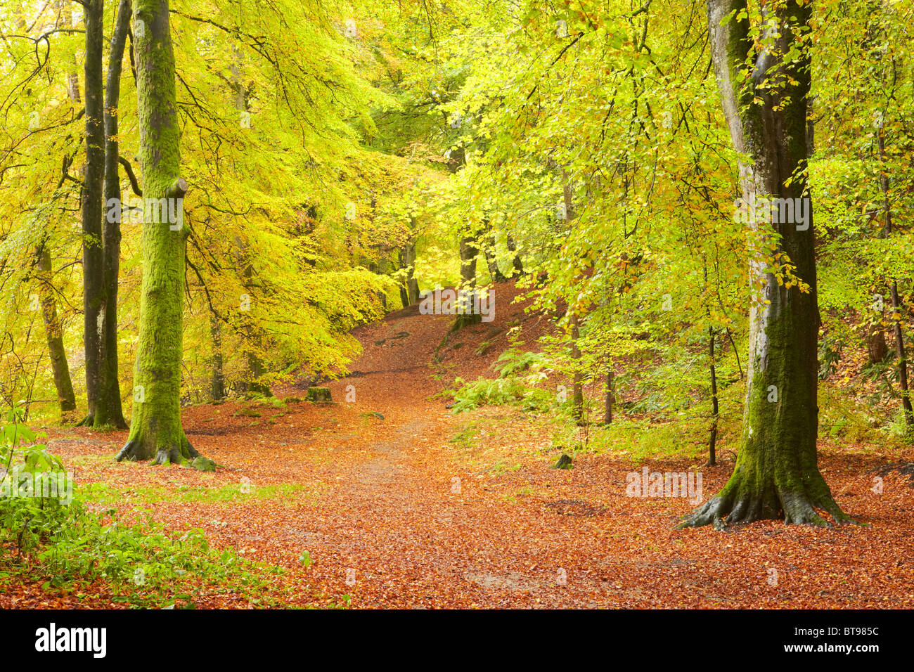 Brillante Herbstfärbung setzen die Buchenwälder in Flammen während Birks Aberfeldy Stockfoto