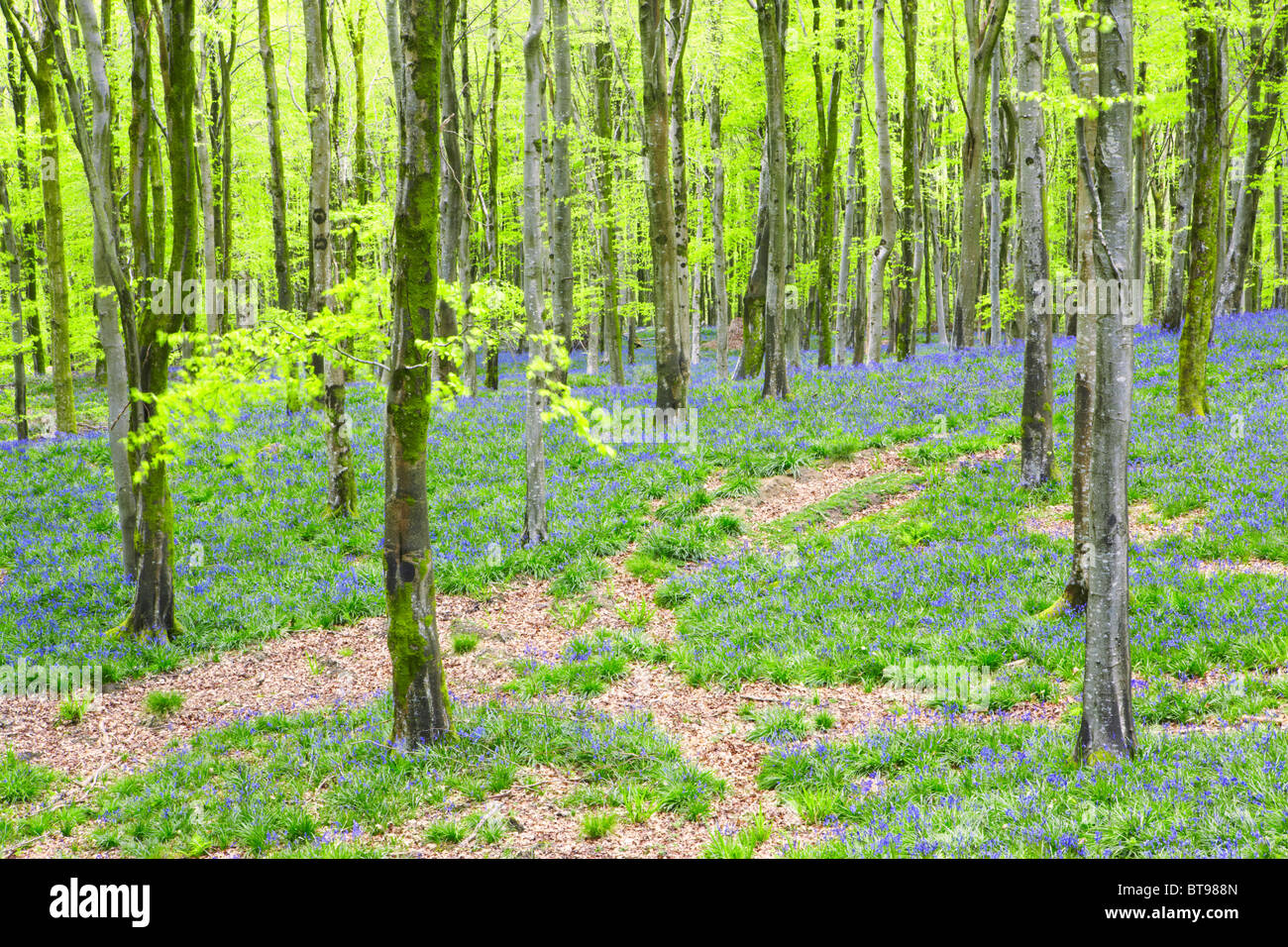 Im Frühjahr ist die Buche Wald mit Glockenblumen im Hooke Park in Dorset mit Teppichboden ausgelegt Stockfoto