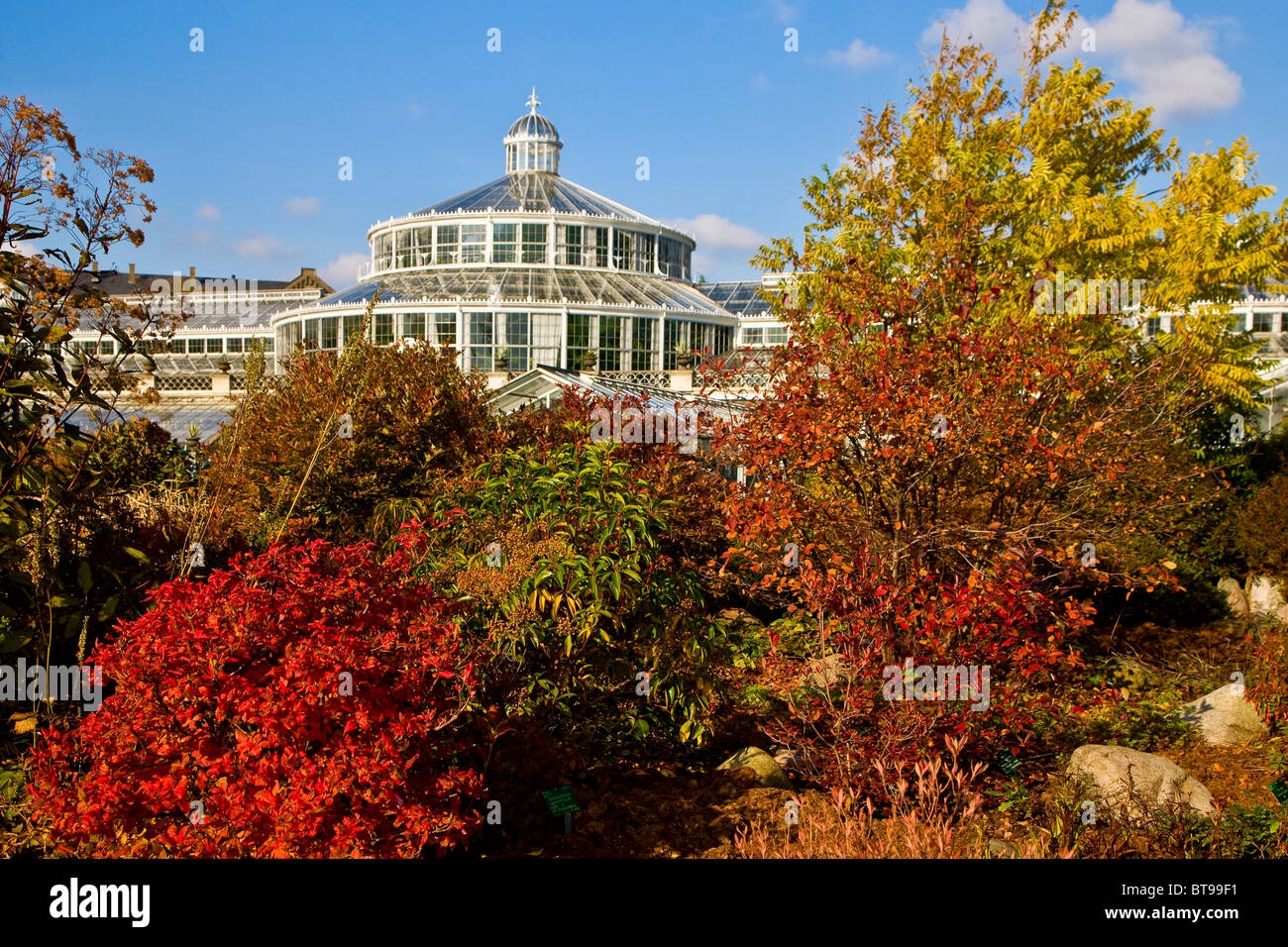 Herbstfärbung im Botanischen Garten, Kopenhagen, Dänemark, Europa Stockfoto
