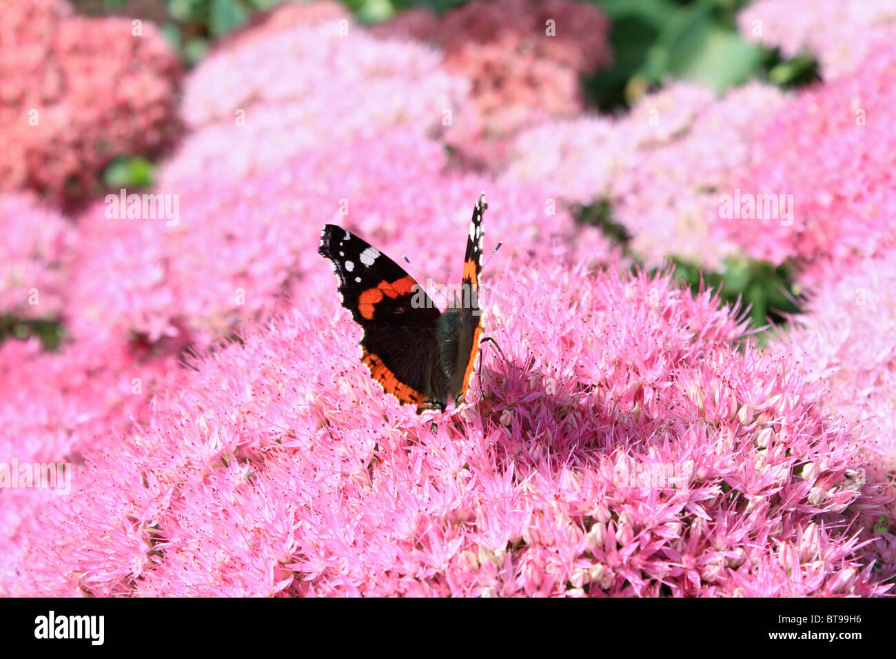 Red Admiral Vanessa Atalanta Schmetterling auf flauschigen Rosa blühenden Strauch. Belgien. Stockfoto