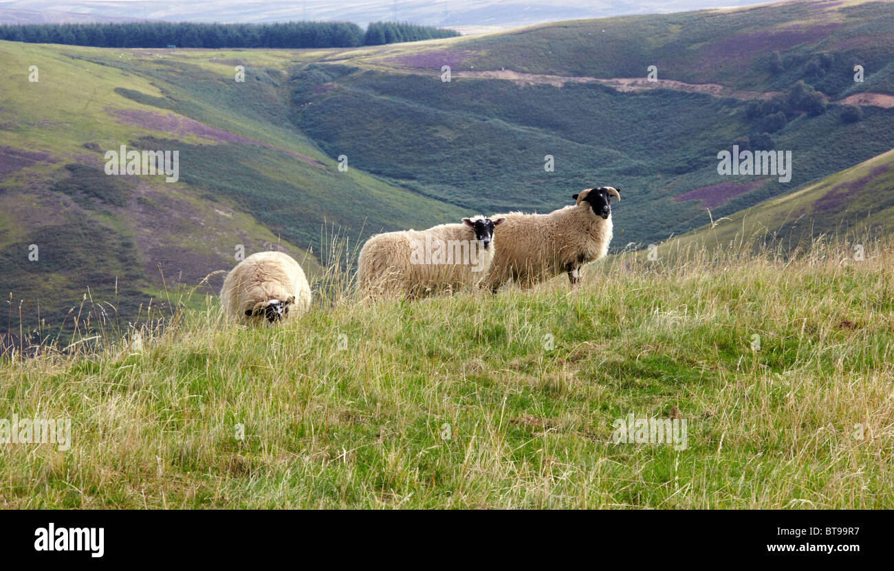 Schafhaltung in den Lammermuir Hills, grenzt an schottischen Stockfoto