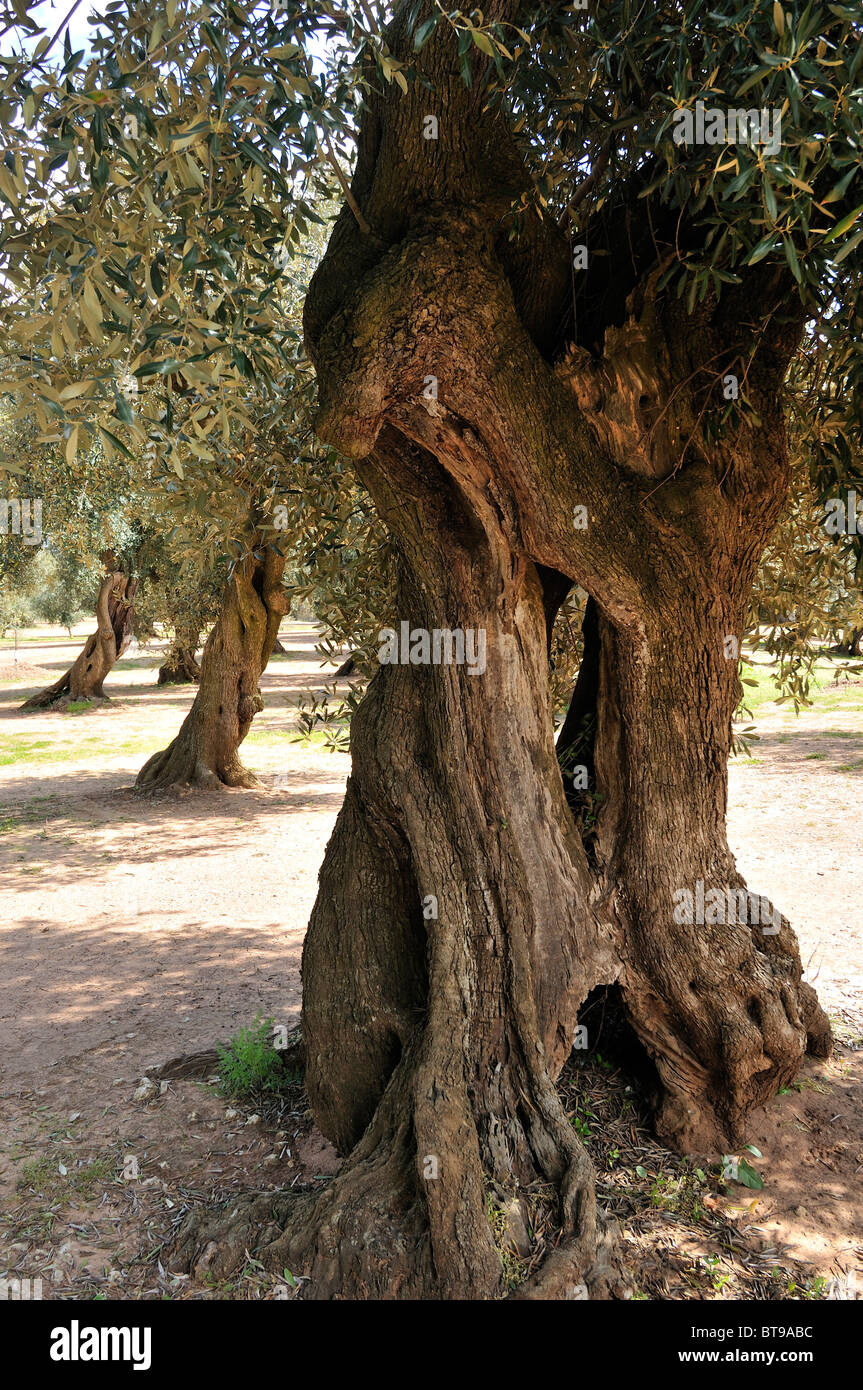 Castri di Lecce (LE). Puglia. Italien. Jahrhunderte alten Olivenbäumen. Stockfoto