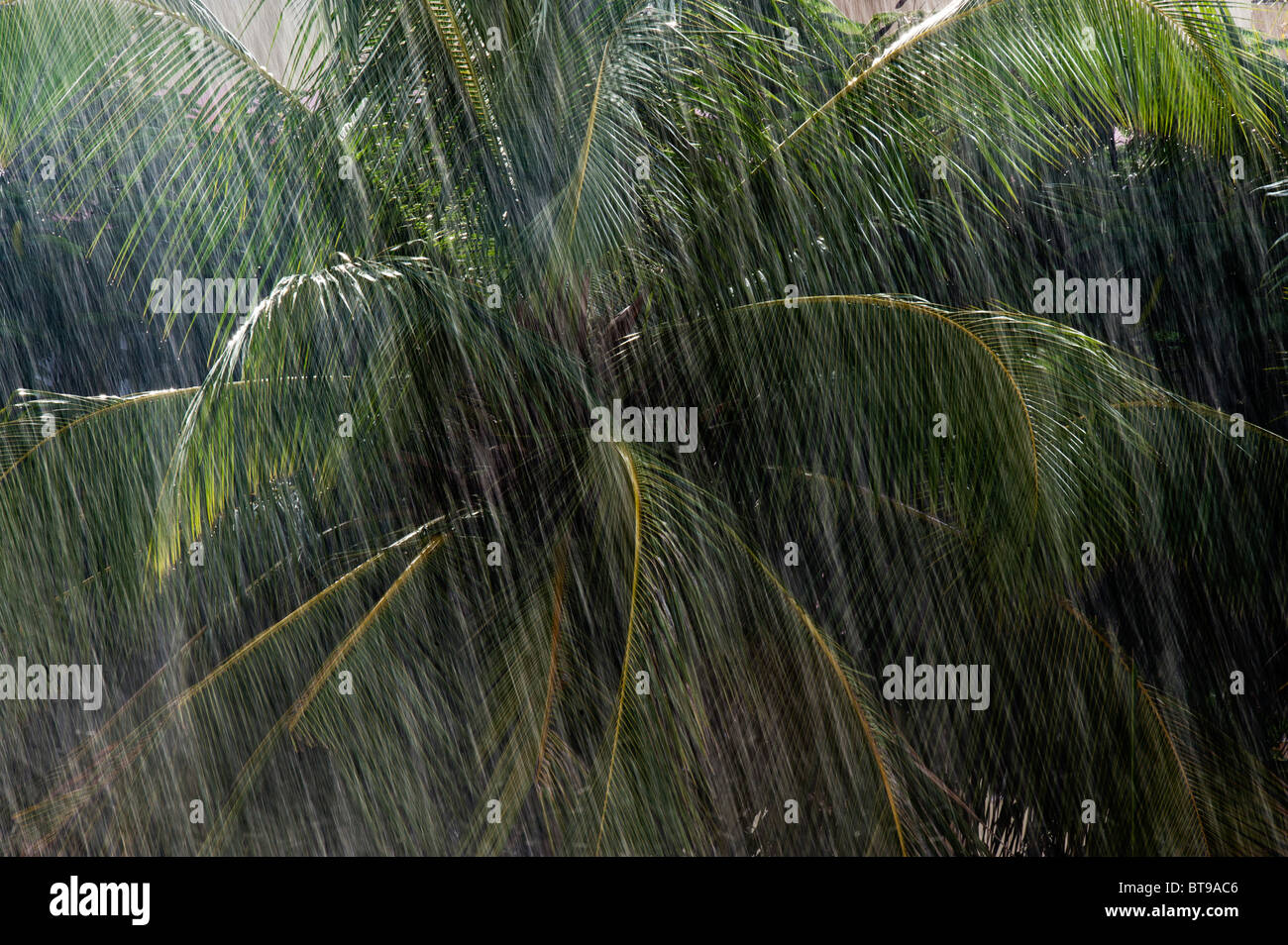 Monsun-Regen vor Palmen in Indien Stockfoto