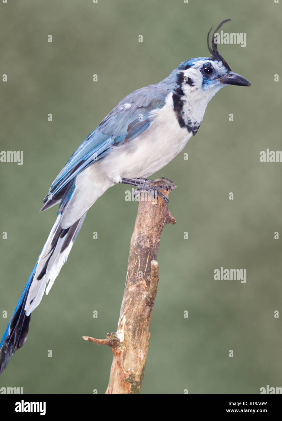 Weiße-Throated Magpie-Jay (Calocitta Formosa) Stockfoto