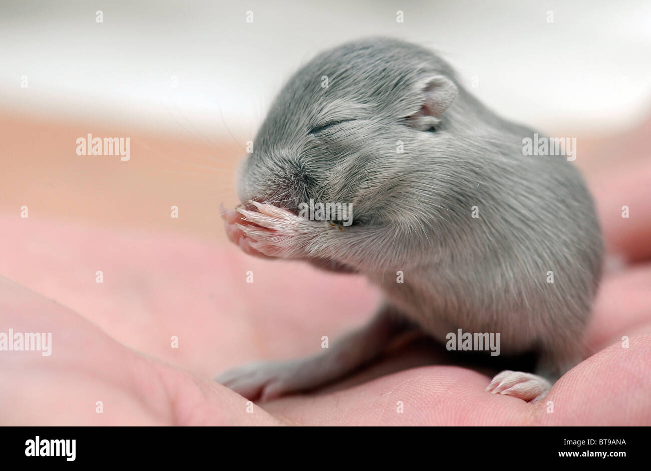 Mongolische gehalten oder Mongolische Wüstenrennmaus (Meriones Unguiculatus) jung, 2 Wochen auf einer Seite Stockfoto