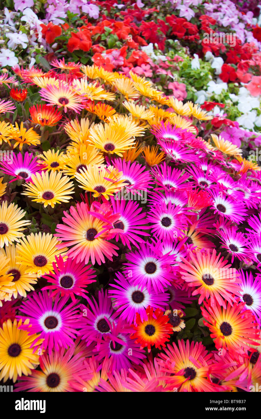 bunte Blumen Stockfoto