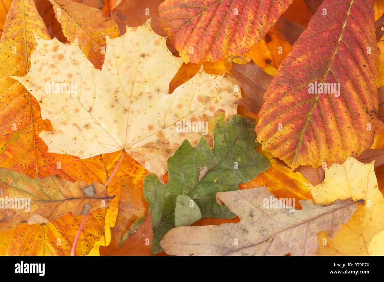 gemischte Herbstlaub in gefallenen Herbstfarben einschließlich der Rosskastanie Aesculus Hippocastanum Eiche Quercus Bergahorn und Ahorn acer Stockfoto