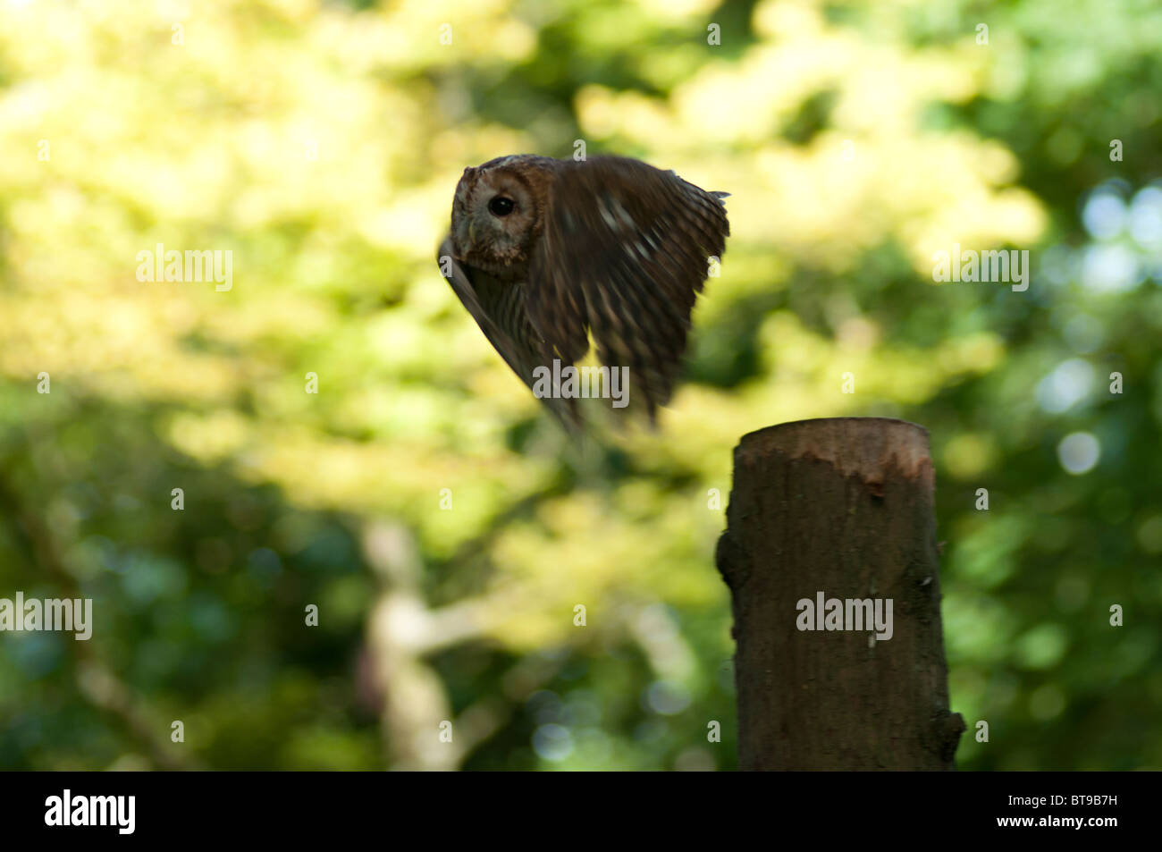 Waldkauz (Strix Aluco) während des Fluges in West Sussex. Jack Mond Fotografie Stockfoto