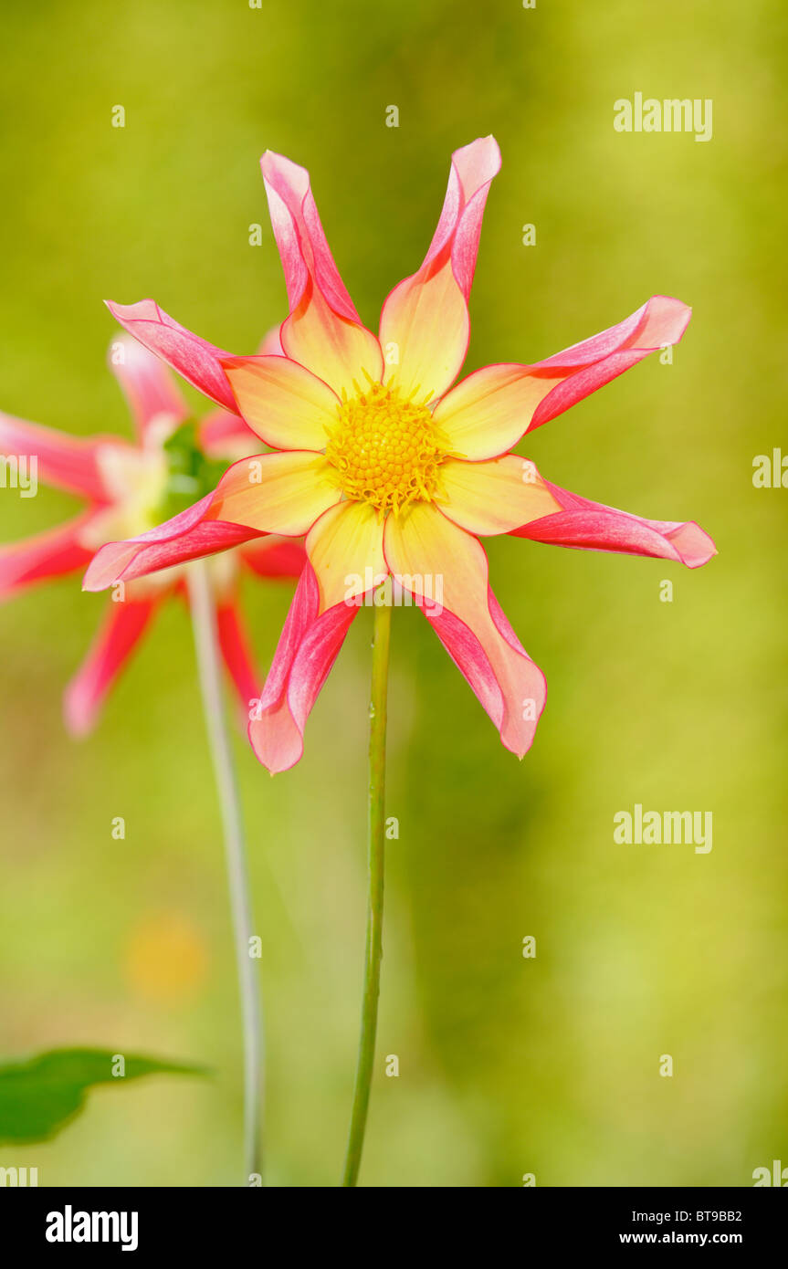 Dahlie Honka Überraschung Stockfoto