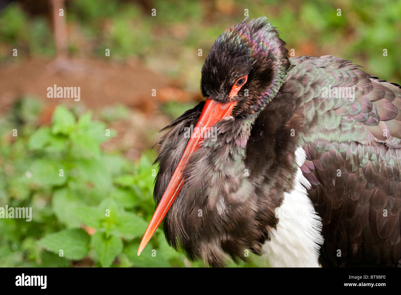 Nahaufnahme der Schwarzstorch. Stockfoto