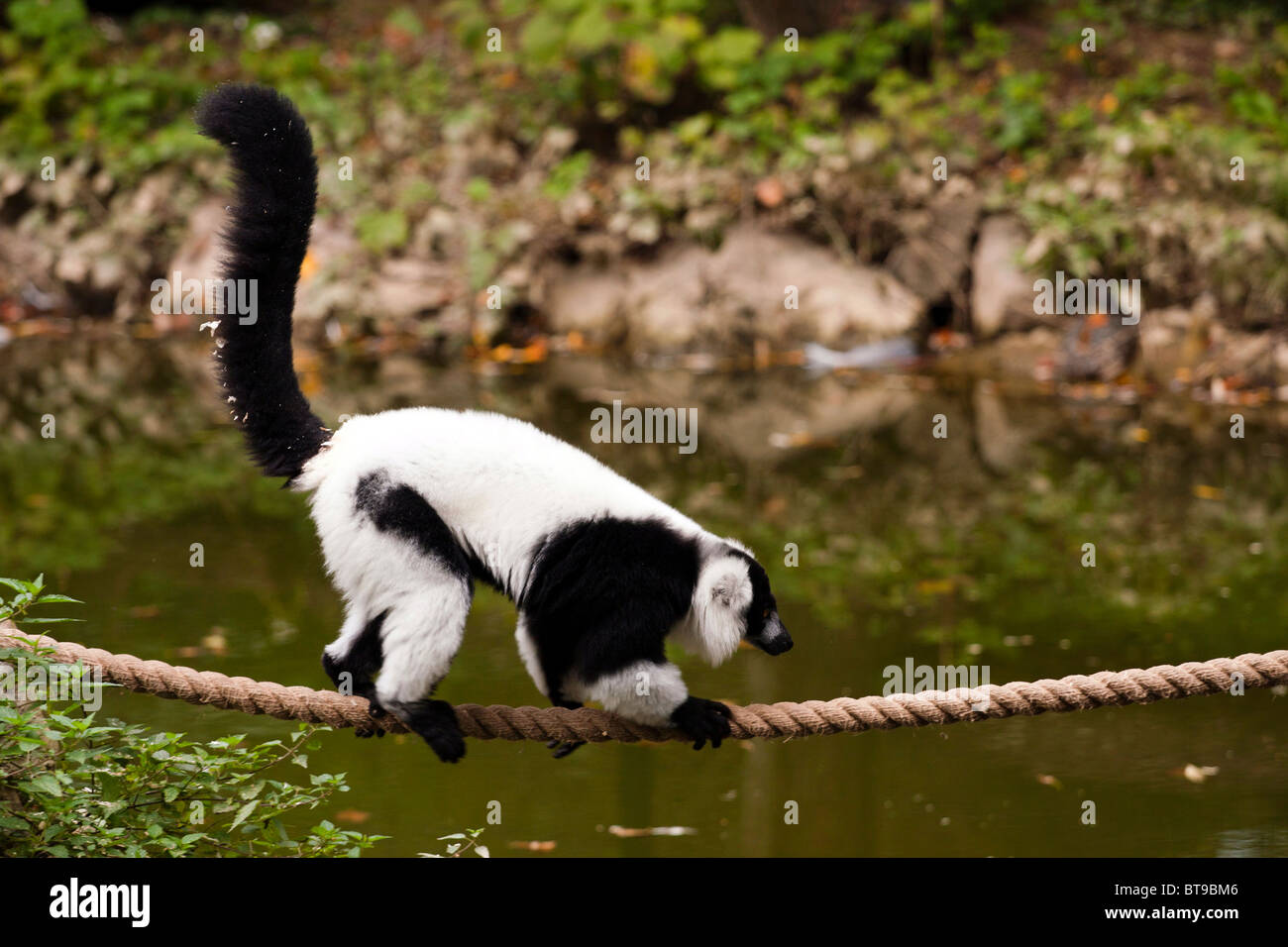 Lemur Überquerung des Flusses auf dem Seil. Stockfoto