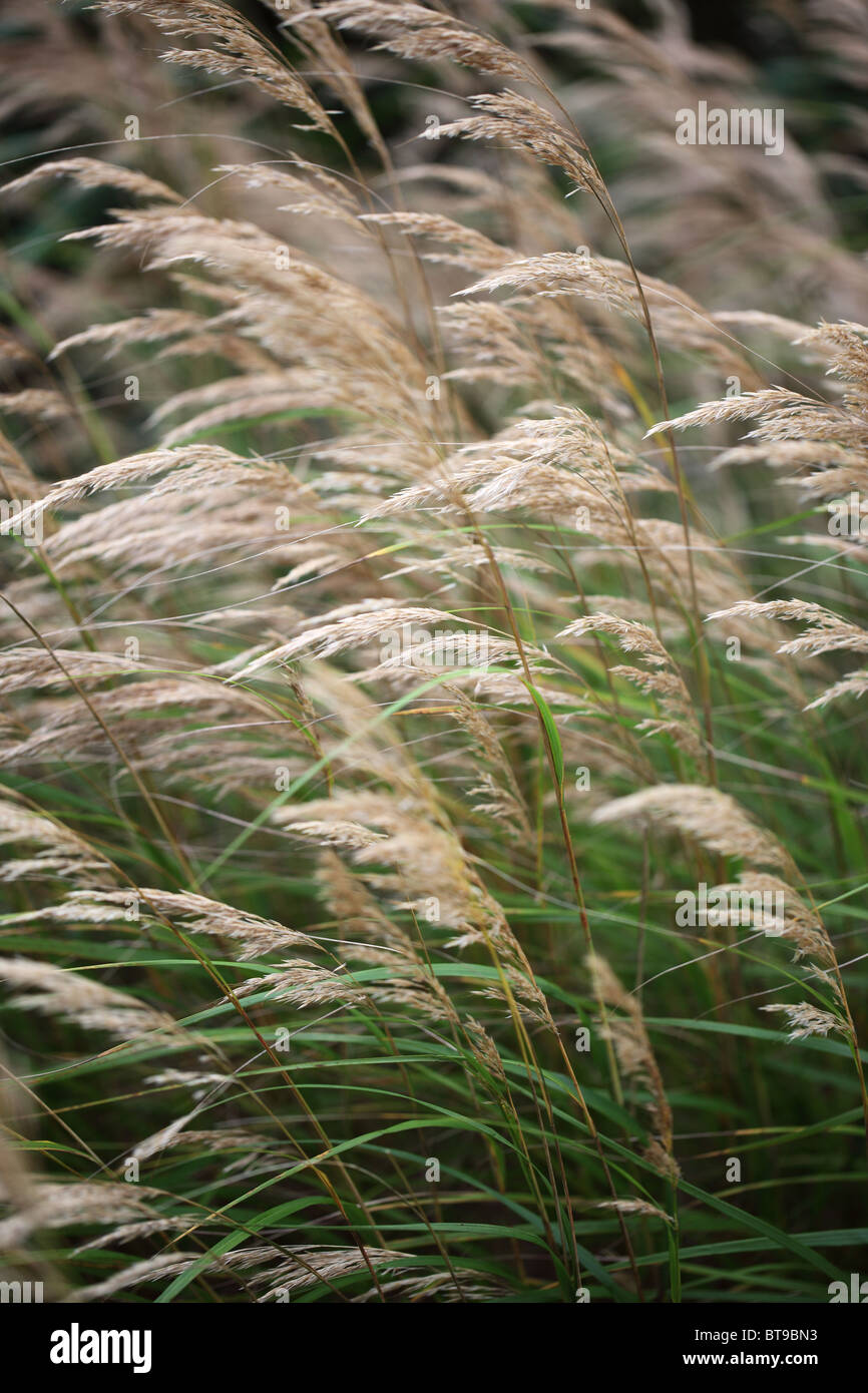 In der Nähe von langen Gras in den Wind Stockfoto