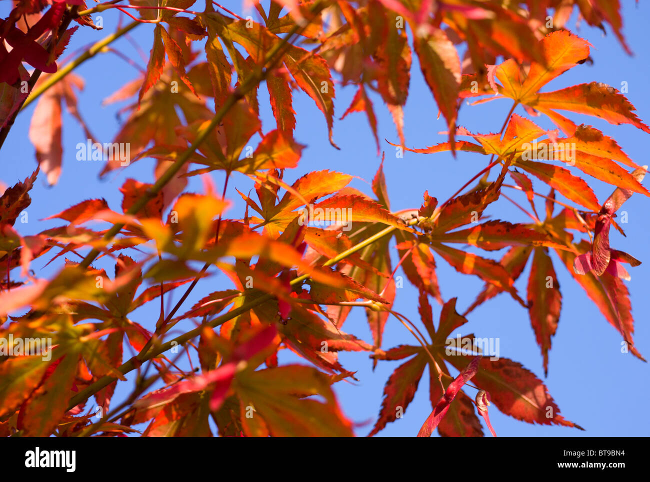 Der Ahorn Blätter im Herbst. Stockfoto