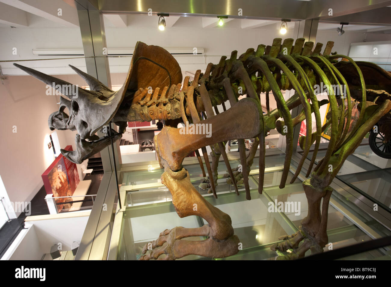 Modell Triceratops Exponat des renovierten Ulster Museum Belfast Nordirland Vereinigtes Königreich Stockfoto