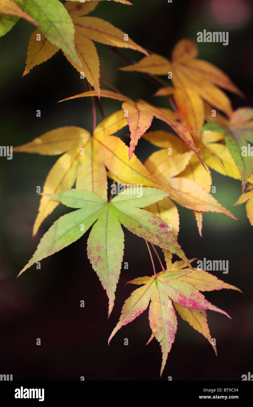 Nahaufnahme der Ahorn Blätter im Herbst, England, Großbritannien Stockfoto