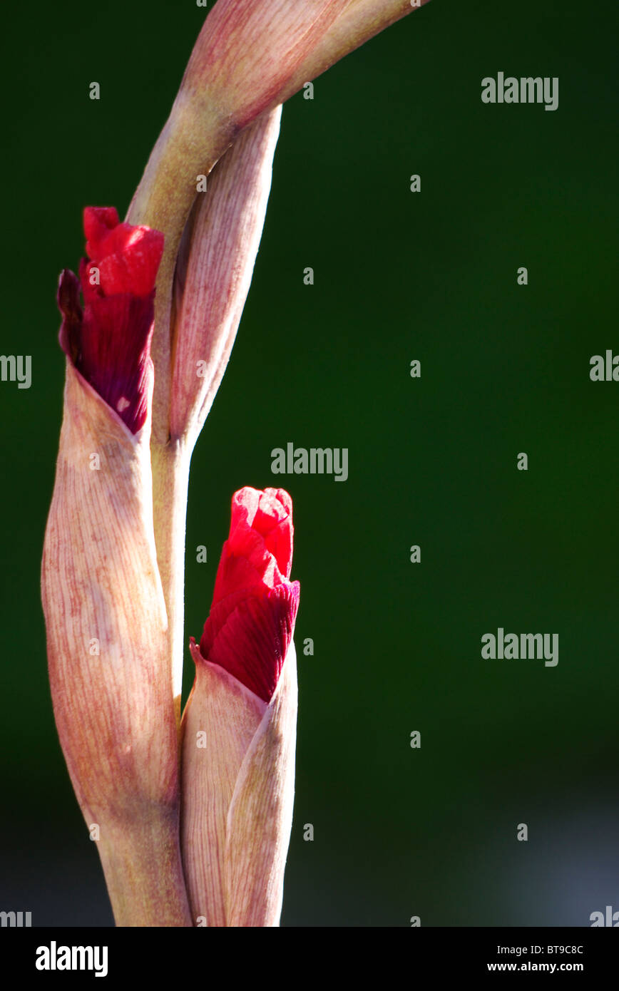 Blumen vorbei ihr Bestes Stockfoto