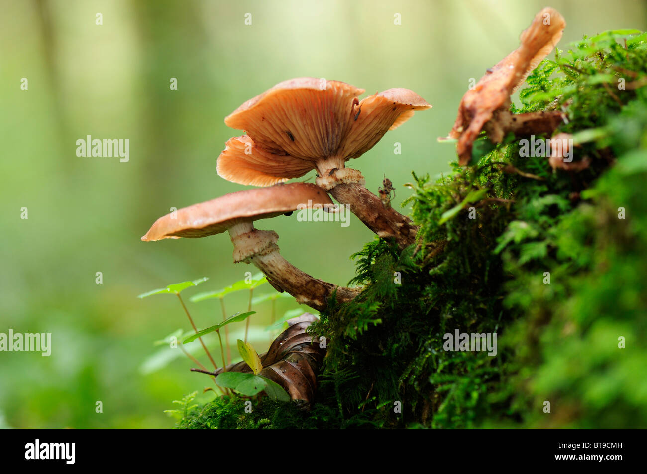 Pilze auf Moos überwachsenen Holz Stockfoto