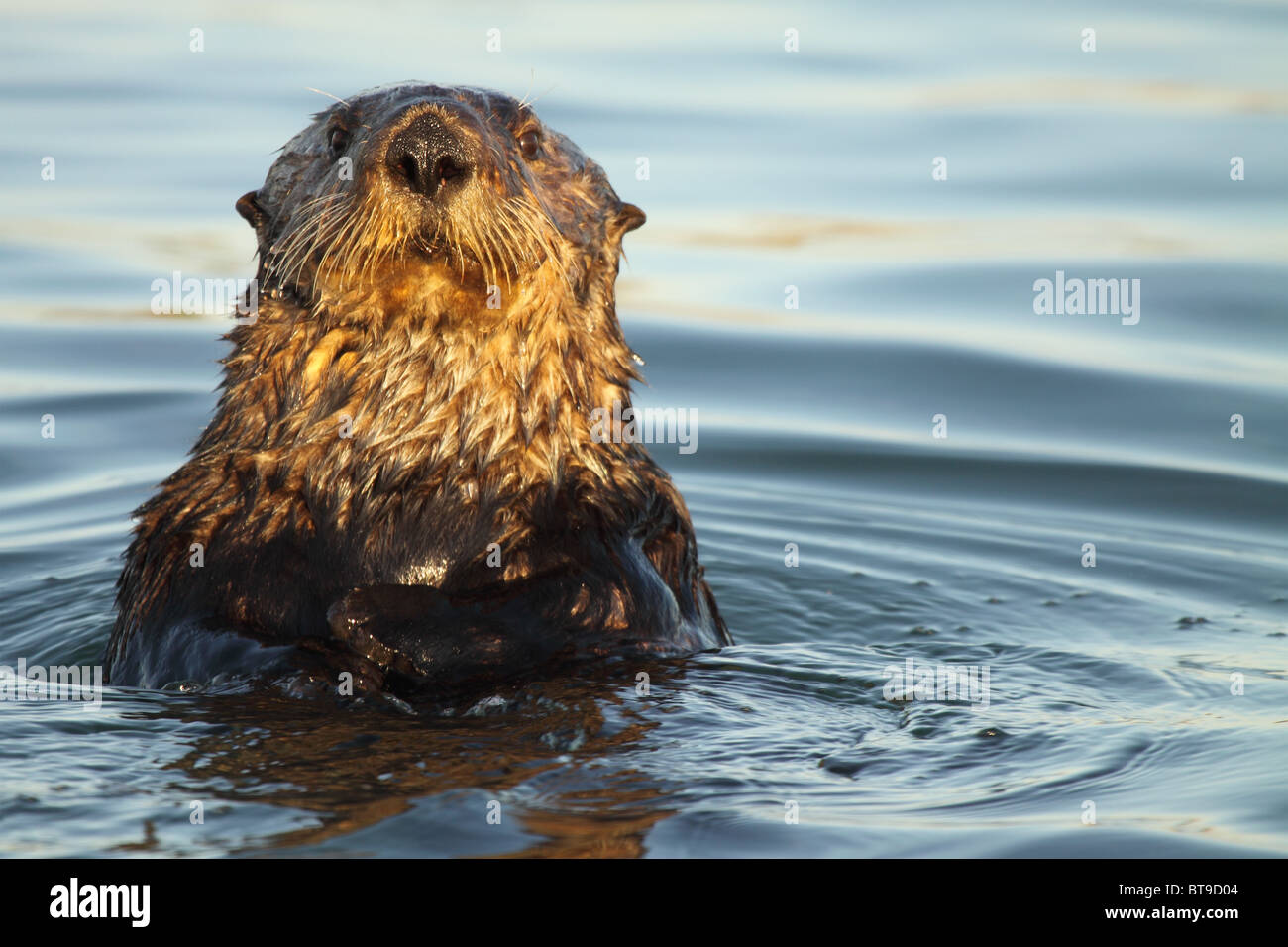 Ein Seeotter Aufspringen für ein besseres Aussehen. Stockfoto