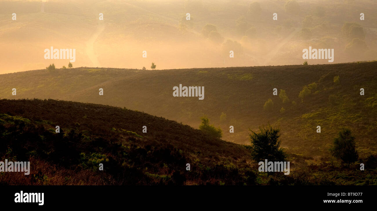 Sherbrooke Bank Blick über einen nebligen Hügeln und Sherbrook Tal im Frühsommer Cannock Chase Country Park AONB (Bereich ausgegebener Stockfoto