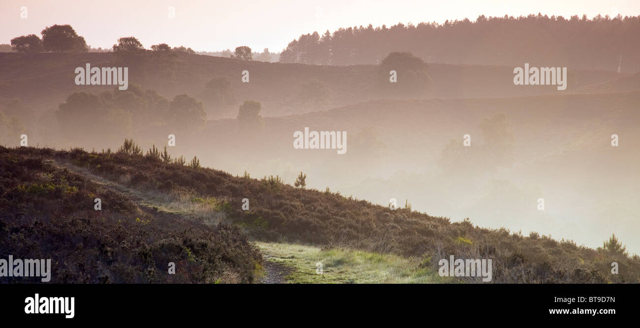 Hügel-Ausblick in Sherbrooke Tal neblig im Frühsommer Cannock Chase Country Park AONB (Gebiet von außergewöhnlicher natürlicher Schönheit) Stockfoto
