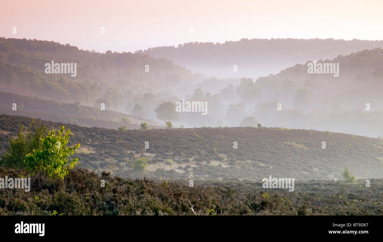 Blick in Sherbrooke Tal neblig im Frühsommer Cannock Chase Country Park AONB (Gebiet von außergewöhnlicher natürlicher Schönheit) Stockfoto