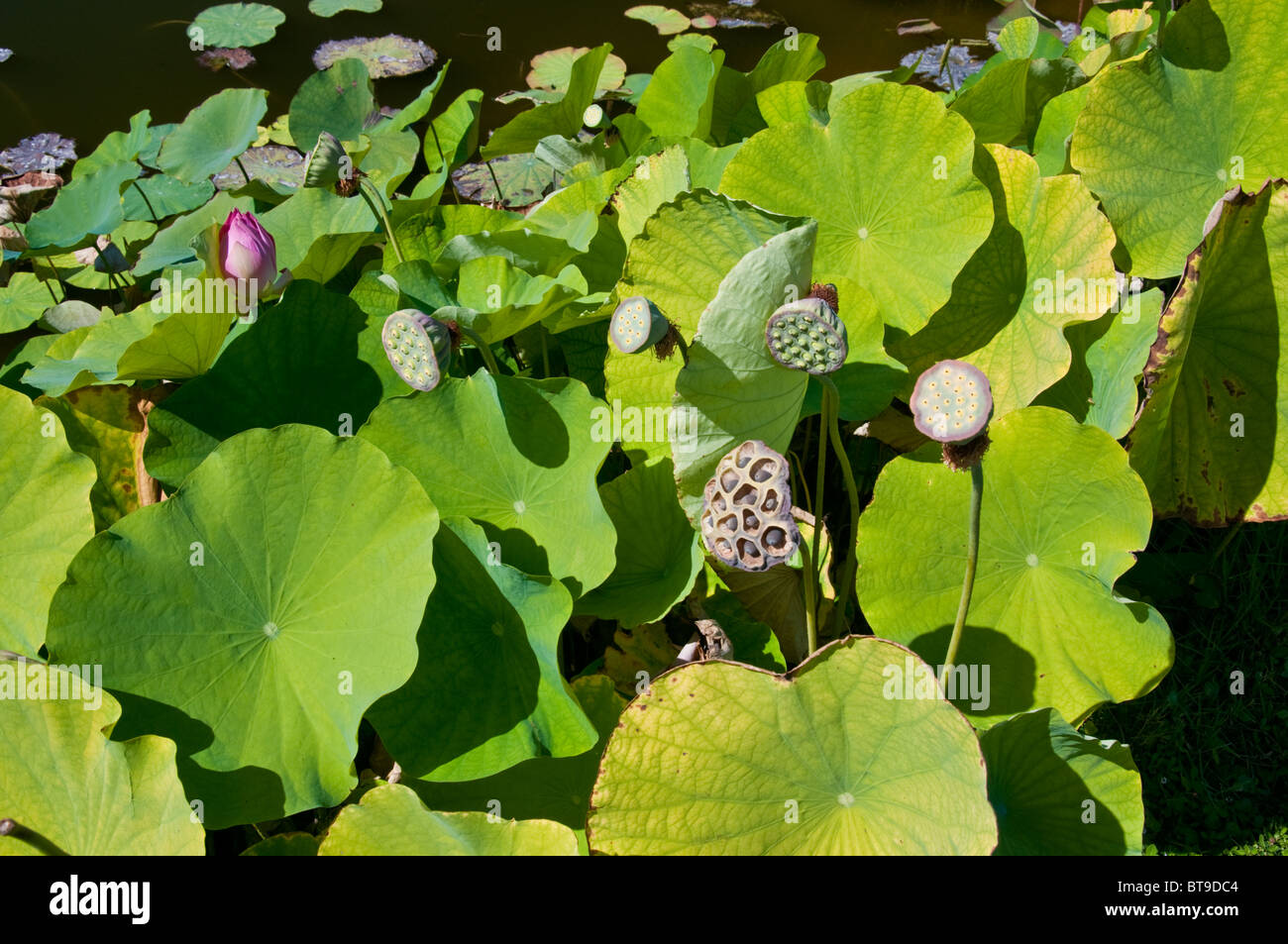 Dusche Kopf Pflanzen Am Rand Des Wassers An Einem Tropischen Teich