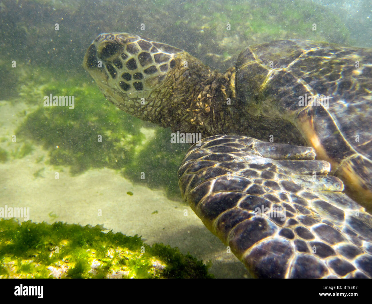 Meeresschildkröte schwimmt unter Wasser im Napili Bay Stockfoto