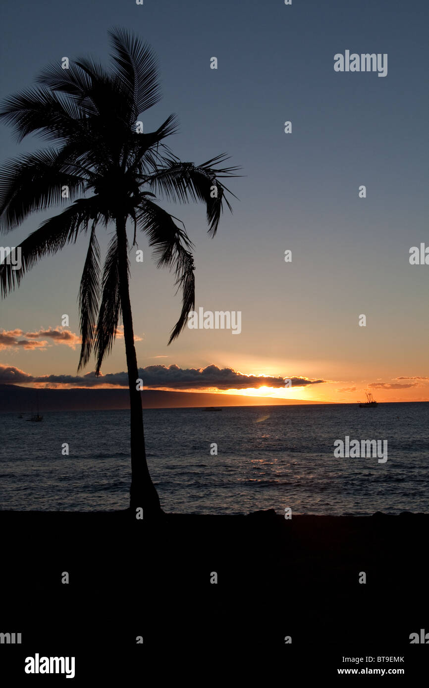 Palme ist gegen Sonnenuntergang über Lanai'i wie über dem Wasser von Lahaina Harbor, Maui gesehen Silhouette. Stockfoto