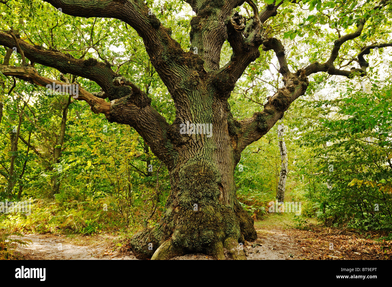 Jahrhundertealte Eichen (Quercus) in der Biotope Insel Vilm Nature Reserve in der Biosphäre Biosphaerenreservat Suedost-Rügen Stockfoto