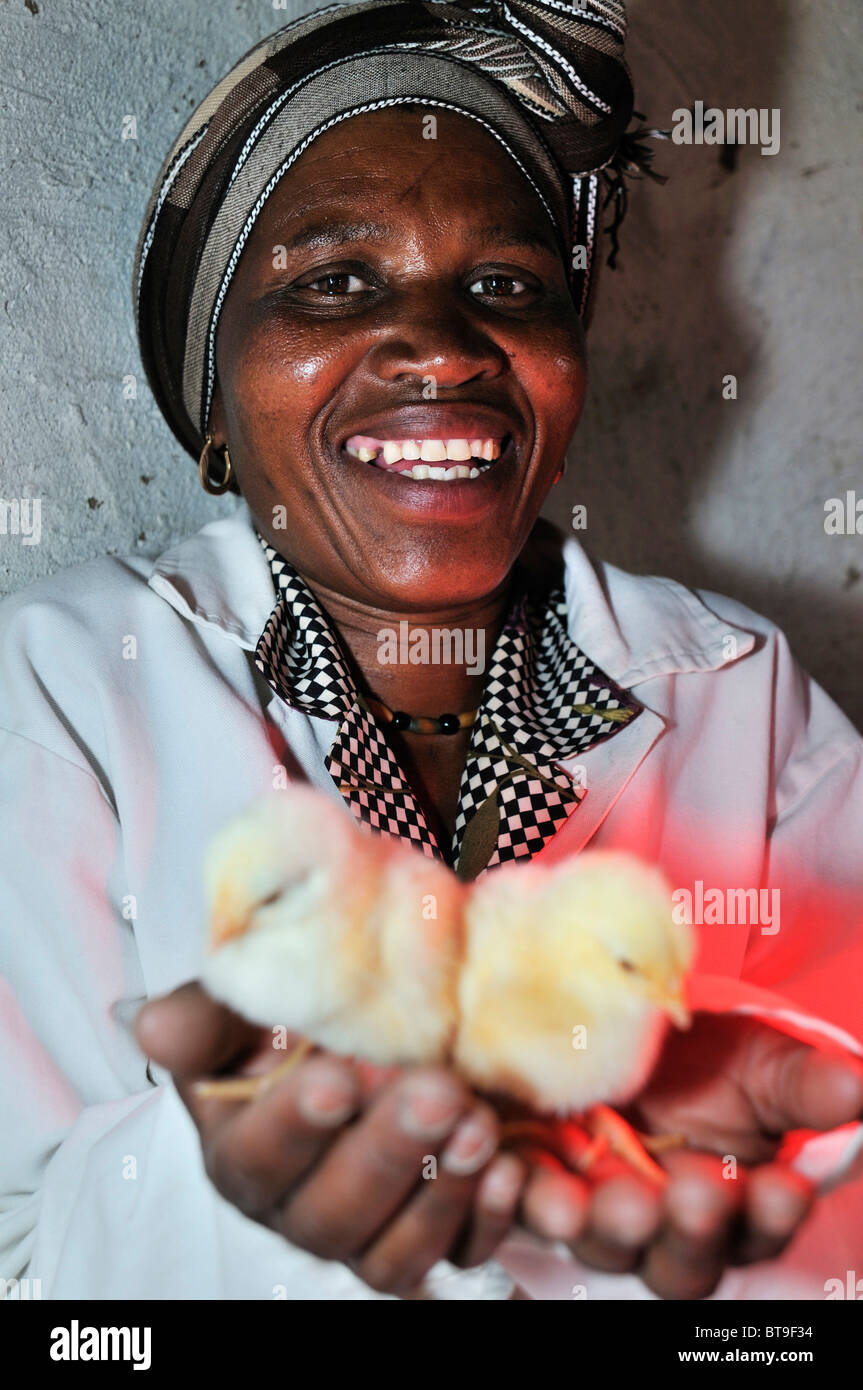 Geflügel-Projekt von einer Frauengruppe, Frau mit Küken, Lady Frere, Eastern Cape, Südafrika, Afrika Stockfoto