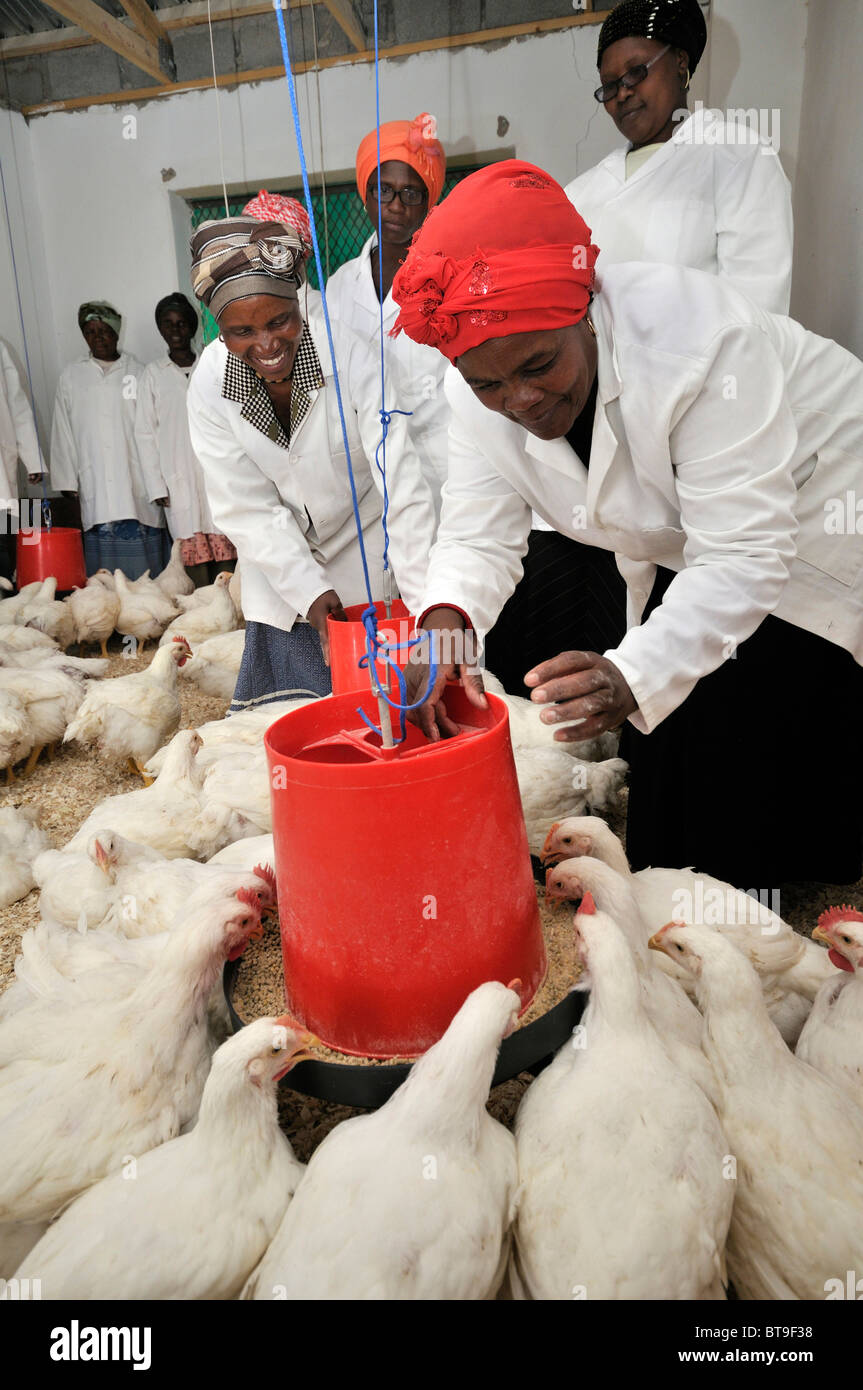 Geflügel-Projekt von einer Frauengruppe, Frauen, die Hühner im Stall, Fütterung, Lady Frere, Eastern Cape, Südafrika, Afrika Stockfoto