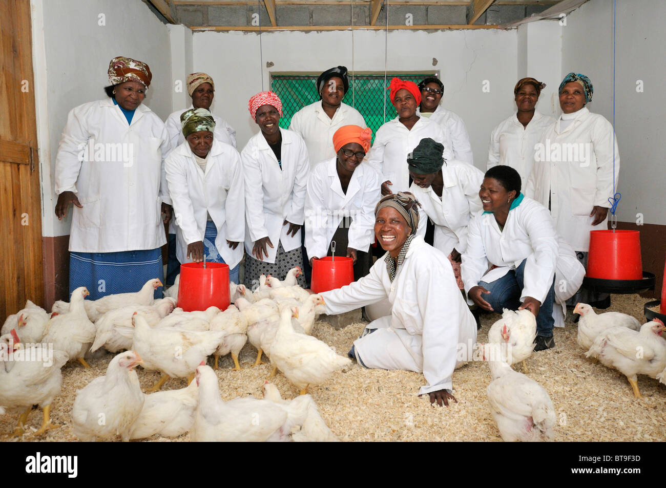 Geflügel-Projekt von einer Frauengruppe, Gruppenbild im Stall, Lady Frere, Eastern Cape, Südafrika, Afrika Stockfoto