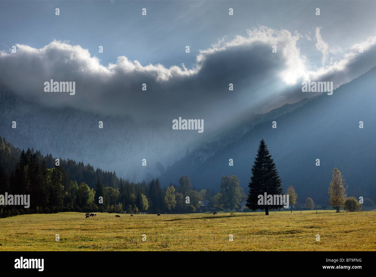 Almwiese im Bodental Tal, Karawanken, Kärnten, Austria, Europe Stockfoto